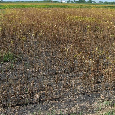 An Overview of Charcoal Rot of Soybean