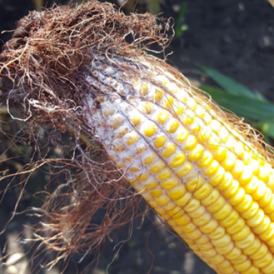 Where’s DON? Understanding Where Deoxynivalenol (DON) Accumulates in Corn Silage