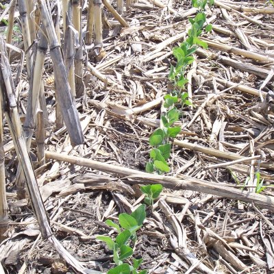Factors to Consider Before Using a Soybean Seed Treatment