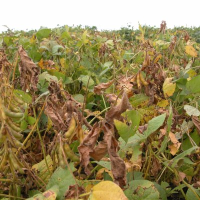 An Overview of Stem Canker