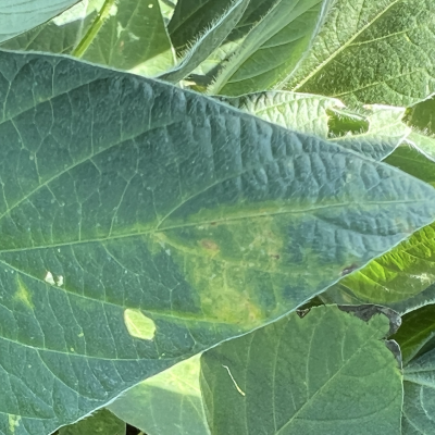 An Overview of Soybean Vein Necrosis Virus