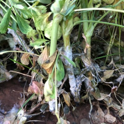 An Overview of Sclerotinia Crown and Stem Rot in Alfalfa