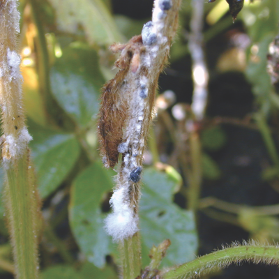 An Overview of White Mold
