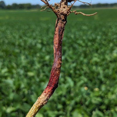 An Overview of Red Crown Rot of Soybean
