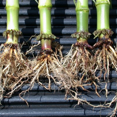 Corn Invertebrate Loss Estimates from the United States and Ontario, Canada — 2025