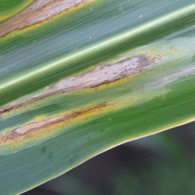 An Overview of Goss's Bacterial Wilt and Blight