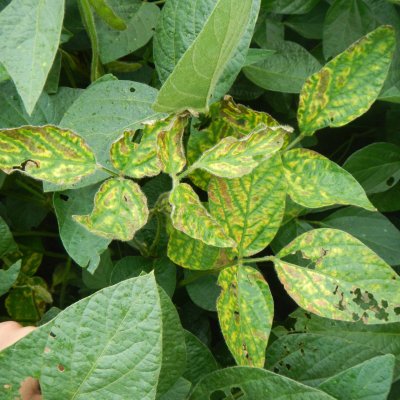 An Overview of Sudden Death Syndrome