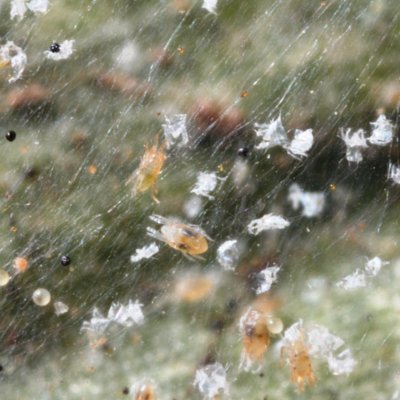 Corn Invertebrate Loss Estimates from the United States and Ontario, Canada — 2022