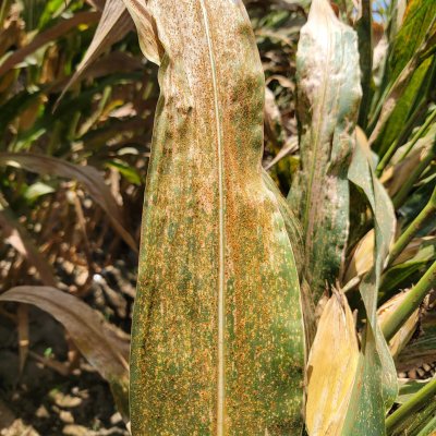 Corn Disease Loss Estimates from the United States and Ontario, Canada — 2025