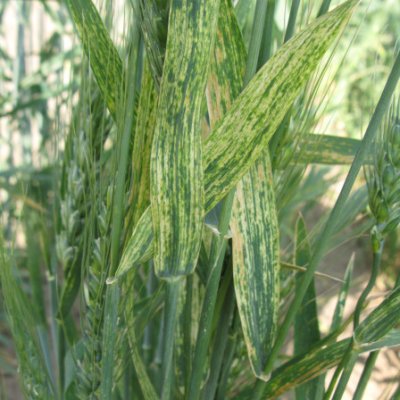 Wheat Disease Loss Estimates from the United States and Canada — 2025