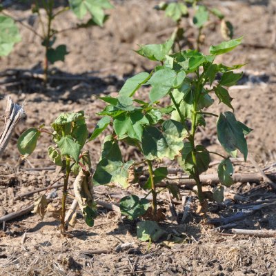 Cotton Disease Loss Estimates from the United States — 2025