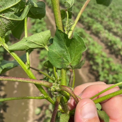 Defining and Quantifying the Occurrence of ‘Crazy’ Cotton in Mid-South Cotton Production