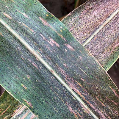 How do Agronomic Choices Affect Tar Spot Severity?