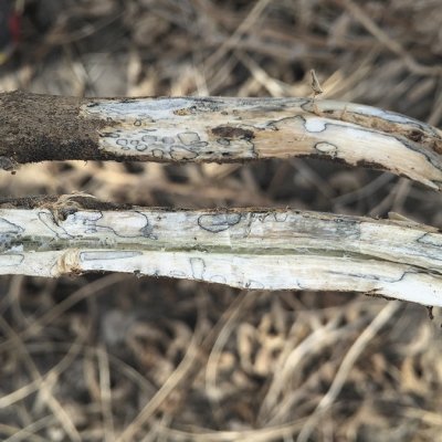 Soybean Stem Zone Lines: Fact and Fiction