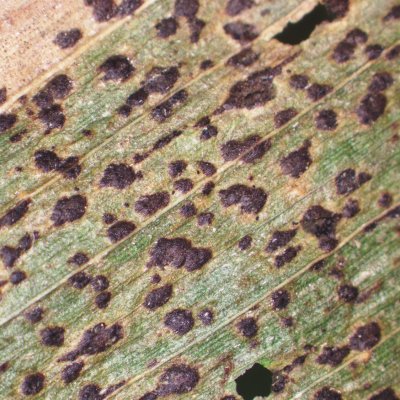 An Overview of Tar Spot