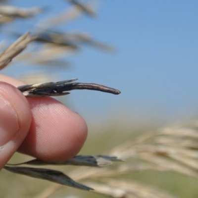 Ergot: Six things to be mindful of with ergot in small grains and grasses