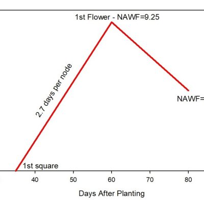 Evaluating Upland Cotton Maturity Patterns in the Northern Texas High Plains