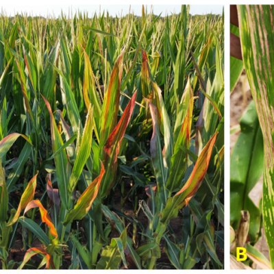 An Overview of Corn Stunt