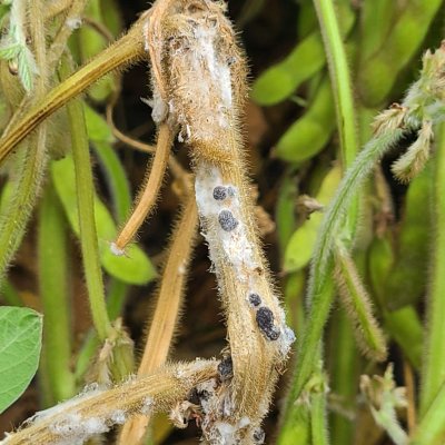 Pesticide Impact on White Mold (Sclerotinia Stem Rot) and Soybean Yield