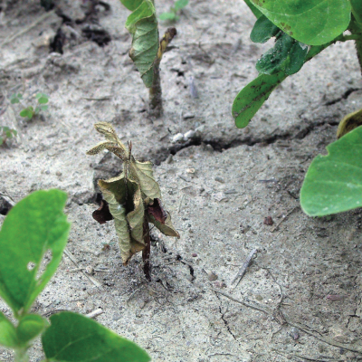 An Overview of Soybean Seedling Diseases