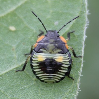 Soybean Invertebrate Loss Estimates from the United States — 2025