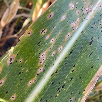 Corn Disease Loss Estimates From the United States and Ontario, Canada — 2022