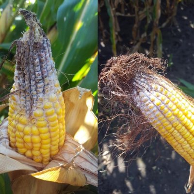 Disease Development and Deoxynivalenol Accumulation in Silage Corn