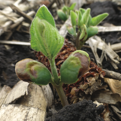 Using ILEVO with Preemergence Herbicides