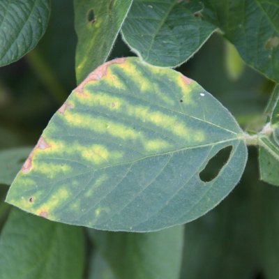 Diagnosing Interveinal Chlorosis in Soybeans — it's not just SDS