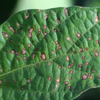 Fungicide Efficacy for Control of Soybean Foliar Diseases