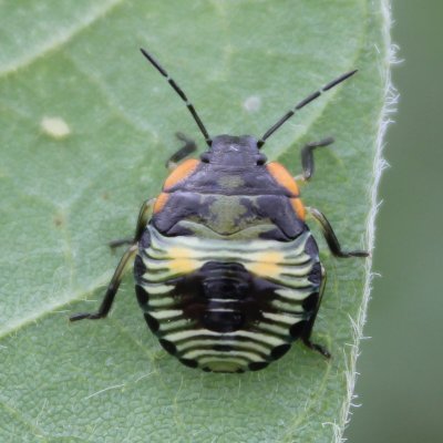 Soybean Invertebrate Loss Estimates from the United States — 2023