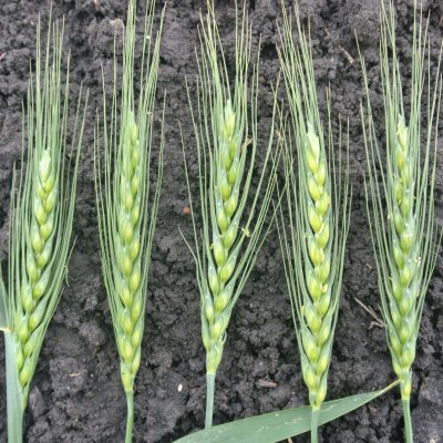 Optimizing Fungicide Use for Fusarium Head Blight (Scab) and Associated Mycotoxins