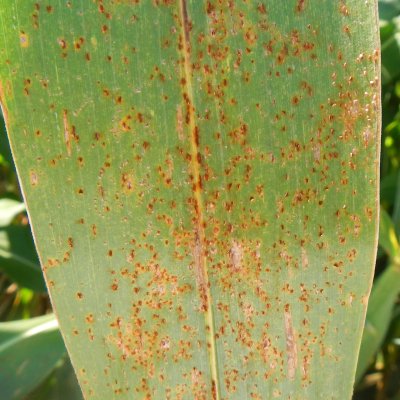 Impact of foliar fungicide timing and fungicide class on corn yield response in the United States and Ontario, Canada