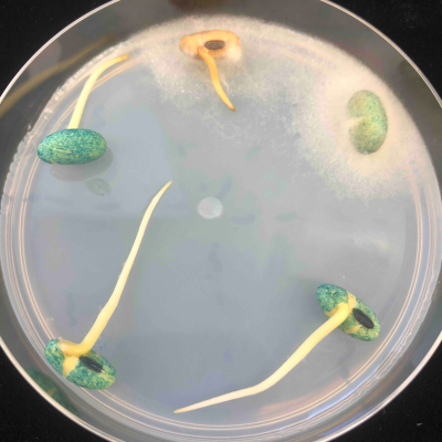 Soybean Seed Treatments and Oomycete Fungicide Resistance Testing