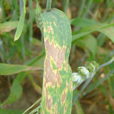 An Overview of Stagonospora Nodorum Leaf and Glume Blotch