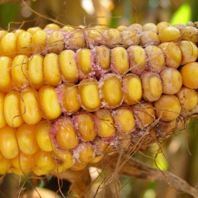 Corn Disease Loss Estimates From the United States and Ontario, Canada — 2019