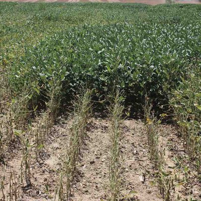 Seed Treatment and Foliar Fungicide Impact on Sudden Death Syndrome and Soybean Yield