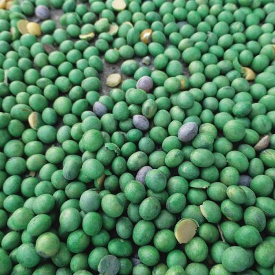Factors to Consider Before Using a Soybean Seed Treatment