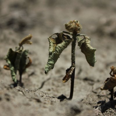 Detection and Prevalence of Oomycete Seedling Diseases on Soybean
