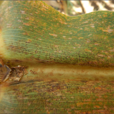 An Overview of Southern Rust