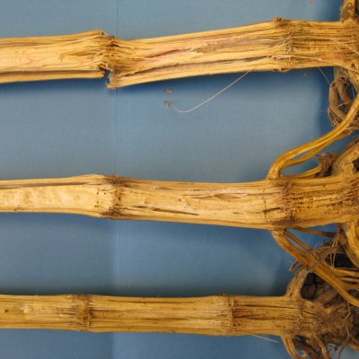Corn Disease Loss Estimates From the United States and Ontario, Canada — 2020