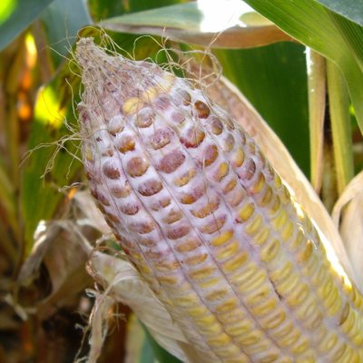 Four ways to get ahead of ear rots and mycotoxins