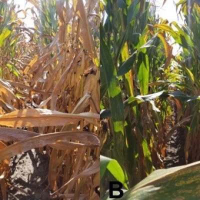 How Tar Spot of Corn Impacted Hybrid Yields During the 2018 Midwest Epidemic