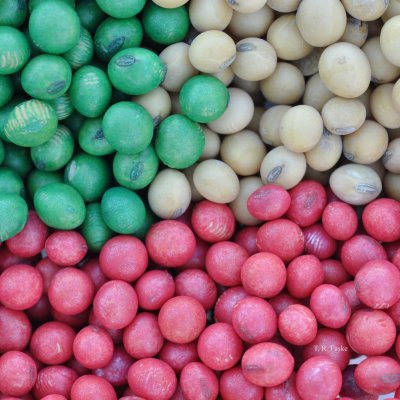 How seed-applied nematicides work