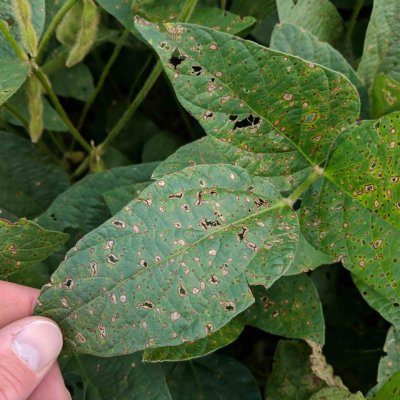 Soybean Disease Loss Estimates From the United States and Ontario, Canada — 2018