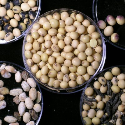 Scouting for Soybean Seed Diseases