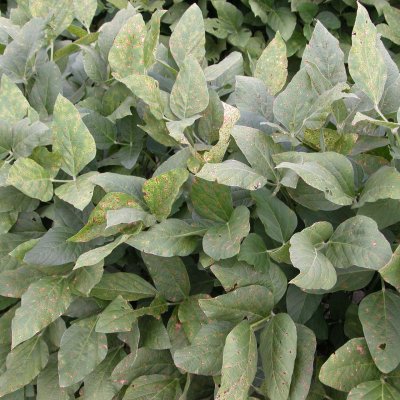 An Overview of Frogeye Leaf Spot