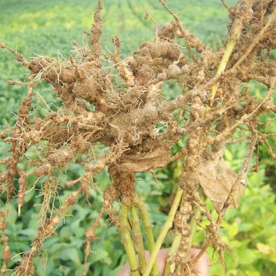 Soybean Disease Loss Estimates From the United States and Ontario, Canada — 2019