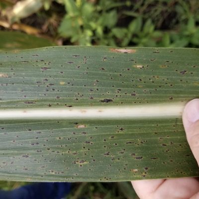 Will a Second Fungicide be Worth the Cost for Tar Spot Management?