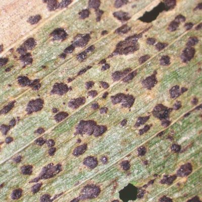 An Overview of Tar Spot